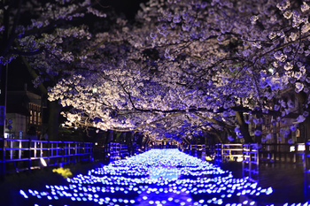温泉通り夜桜.JPG